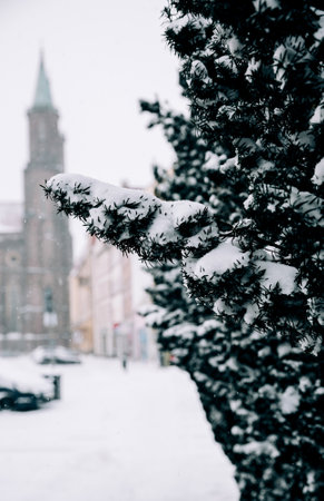 A vertical selective focus shot of a green tree covered with snow and buildings on the backgroundの写真素材