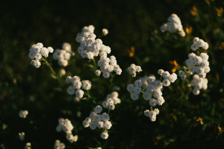 A top view of white Gypsophila flowers in a field under the sunlight with a blurry backgroundの写真素材