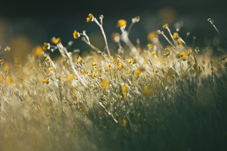 A selective focus of buttercup flower buds in a field under the sunlight with a blurry backgroundの写真素材