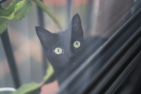 An adorable black cat standing and looking from the other side of a windowの写真素材