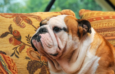 A closeup portrait of two sweet stocky English bulldogs sitting outdoors on a soft sofaの写真素材