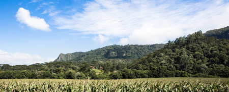 A wonderful panoramic view of a field near a mountainous forest in southern Brazil
