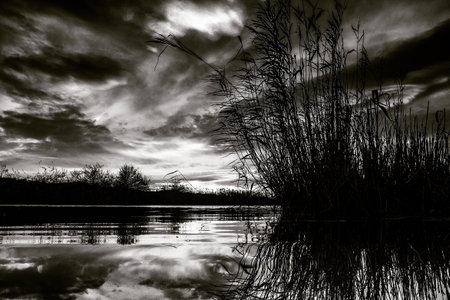 A grayscale shot of a lake with silhouetted tall grass reflected in the water under a cloudy sky
