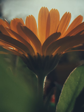 A vertical shot of the stem and yellow petals of aの写真素材