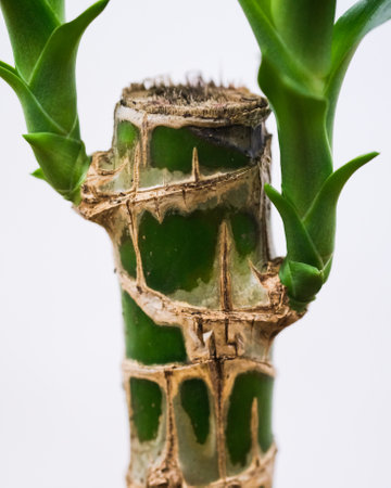 A vertical shot of a blooming Dracaena sanderiana houseplant near a white wallの写真素材