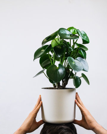 A vertical shot of a male holding a Peperomia potted plant near a white wallの写真素材