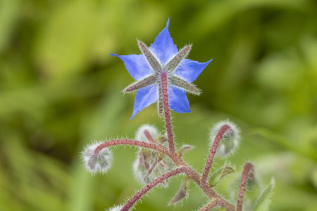 A closeup of a beautiful borage flowerの写真素材