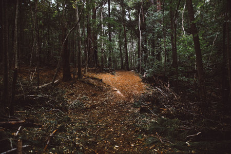 A beautiful view from a dark forestの写真素材