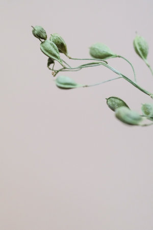 A vertical shot of green plant's twigsの写真素材