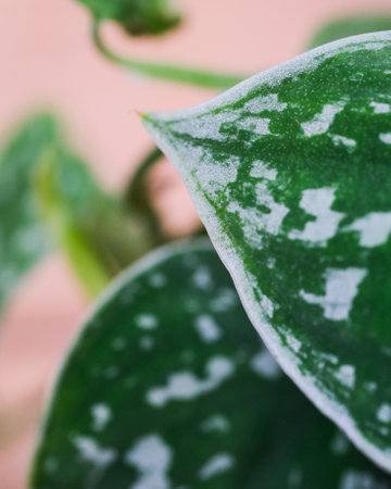 A selective focus shot of a growing houseplant's leaf