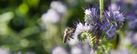 The flowers Phacelia tanacetifolia Benth Honey-bearing flowers