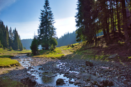 A beautiful view of a river in a park with rocks surrounded by fir treesの写真素材
