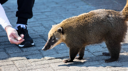 A selective focus shot of a male feeding a coatiの写真素材