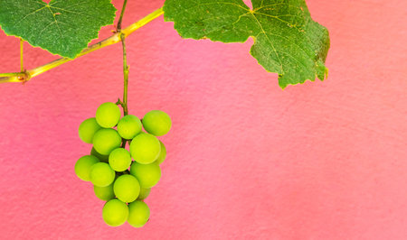 A closeup shot of green unripe grapes against a pink wall