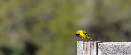 A closeup shot of a Hooded Siskin bird (Spinus magellanicus) on a blurred background