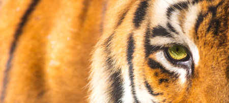A closeup shot of the eye of a tiger