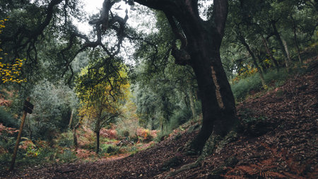 A stunning autumn forest view with green lush trees, on a cold gloomy dayの写真素材