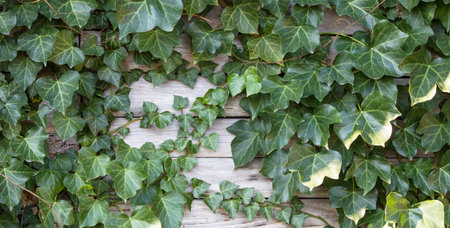 A wooden fence covered with green leavesの写真素材