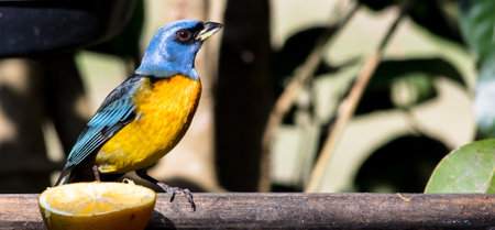 A closeup shot of a blue-and-yellow Tanager bird (Pipraeidea bonariensis) perched on a fence