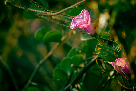 A closeup shot of a morning glory