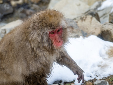 A closeup shot of an adult Japanese macaqueの写真素材