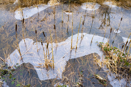 A top view of dry plants and reeds growing in a water