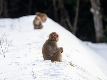 A Japanese macaque in the Shiga Kogen ski resort area, Nagano Prefecture, Japanの写真素材