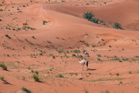 A beautiful shot of a camel on the sand dunes in the desert in Dubai, UAEの写真素材