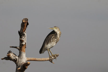 An Indian pond heron perched on a branch