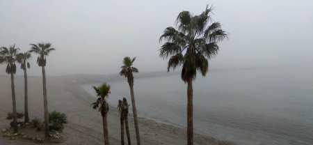 A panoramic shot of palm trees on the seashore under a foggy weatherの写真素材