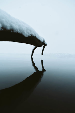 A vertical shot of a tree branch covered with snow in the lakeの写真素材