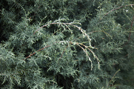A Virginian juniper tree branches covered with frost; Juniperus virginiana