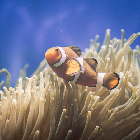 A closeup shot of an Ocellaris clownfish swimming around coralsの写真素材