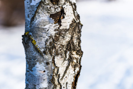 A vertical shot of a tree trunk texture on blurred backgroundの写真素材