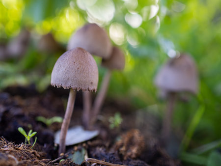 A selective focus shot of small mushrooms in their natural environmentの写真素材