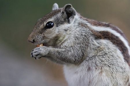 A selective focus shot of a chipmunk eating nut