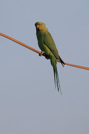 A closeup of parrot perching on a cable wire against a clear blue sky