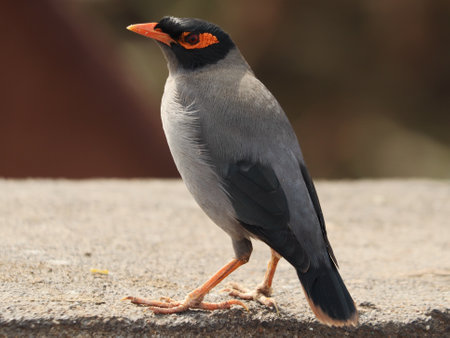 A closeup of a starling bird on a concrete surface