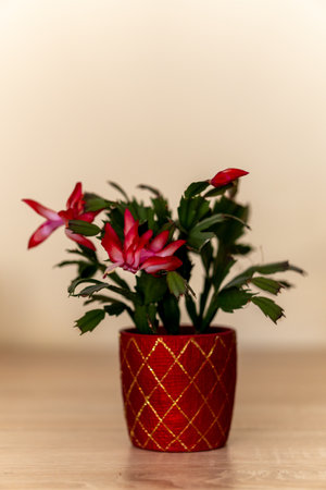 A selective focus shot of a potted schlumbergera plant on a wooden tableの写真素材