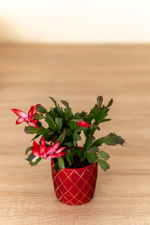 A selective focus shot of a potted schlumbergera plant on a wooden tableの写真素材