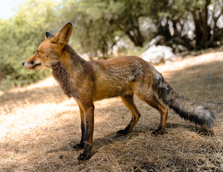 A closeup shot of a fox in Sierras de Cazorla Natural Park, Spain