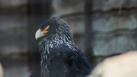 A closeup shot of a black caracara bird
