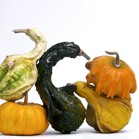 A closeup of oddly shaped pumpkins on a  white backgroundの写真素材