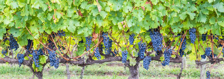 A vineyard with bunches of ripe grapes in Brazil