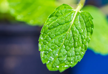 A macro shot of a green leaf covered with water drops