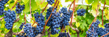 A vineyard with bunches of ripe grapes in Brazil
