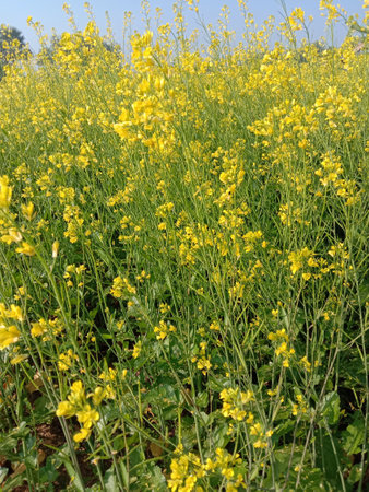 A vertical shot of beautiful yellow mustard fieldの写真素材