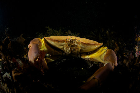 A closeup shot of a Taskekrabbe carb (cancer pagurus) captured underwater in Norwayの写真素材
