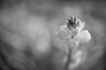 A grayscale selective focus shot of wild buds of white flowersの写真素材