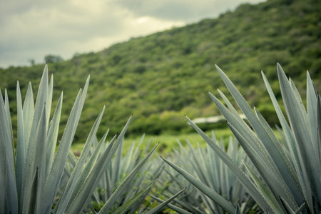 A closeup of the Agave Field under the sunlight in Tequila, Mexico with a blurry backgroundの写真素材